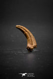 03229 - Top Rare 0.66 Inch Upper Cretaceous Pterosaur Claw Finest Quality