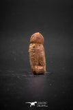 03231 - Very Rare Rooted 0.66 Inch Hamadasuchus Rebouli Crocodile Tooth From Kem Kem