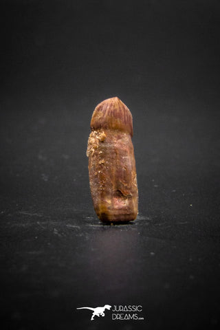 03231 - Very Rare Rooted 0.66 Inch Hamadasuchus Rebouli Crocodile Tooth From Kem Kem