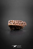 03249 - Superb Well Preserved 1.07 Inch Cretaceous Crocodile Dermal Plate From Kem Kem