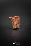 03276 - Superb Well Preserved 0.76 Inch Cretaceous Crocodile Dermal Scute Plate From Kem Kem