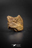 03277 - Superb Well Preserved 0.90 Inch Cretaceous Crocodile Dermal Scute Plate From Kem Kem