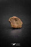03278 - Superb Well Preserved 0.87 Inch Cretaceous Crocodile Dermal Scute Plate From Kem Kem