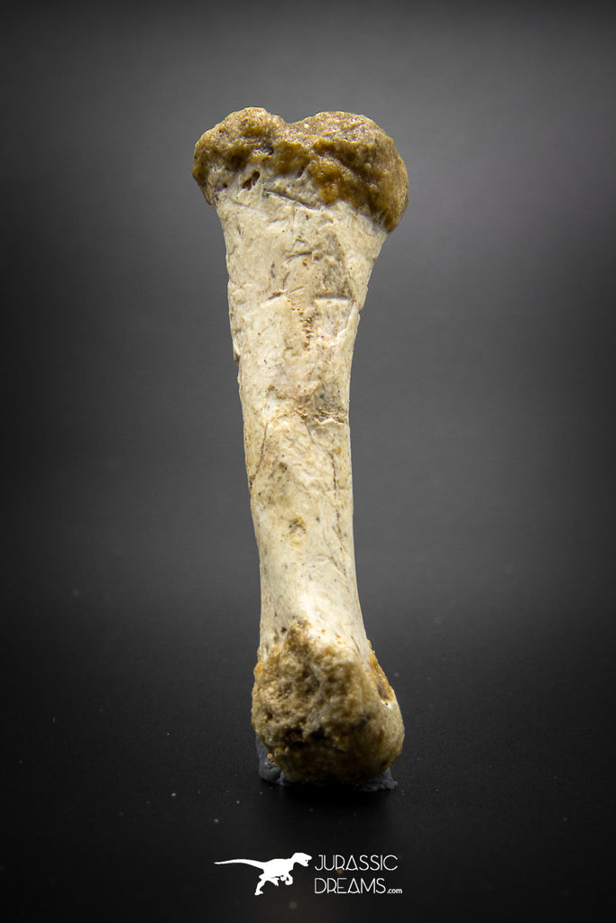 03293 - Rare Unpublished 2.67 Inch Theropod Dinosaur Metatarsal Toe Bone