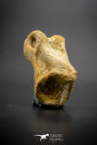 03309 - Rare Unpublished 1.38 Inch Theropod Dinosaur Phalanx Toe Bone