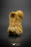 03309 - Rare Unpublished 1.38 Inch Theropod Dinosaur Phalanx Toe Bone