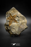 03331 - 3.25 Inch Ordovician Brittlestar (Ophiura sp) Kataoua Formation Morocco