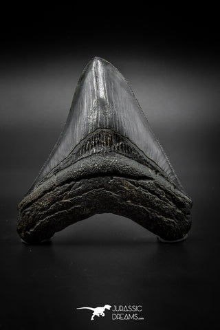 040000 - Finest Quality 3.35 Inch Huge Megalodon Shark Tooth