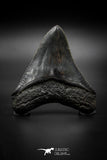 040000 - Finest Quality 3.35 Inch Huge Megalodon Shark Tooth
