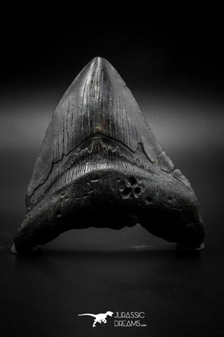 040001 - Finest Quality 3.90 Inch Huge Megalodon Shark Tooth