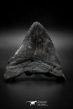 040001 - Finest Quality 3.90 Inch Huge Megalodon Shark Tooth