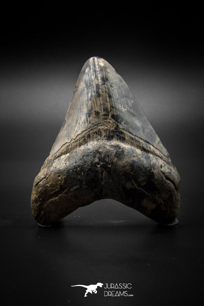 040002 - Finest Quality 3.13 Inch Huge Megalodon Shark Tooth
