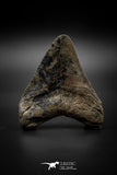 040002 - Finest Quality 3.13 Inch Huge Megalodon Shark Tooth
