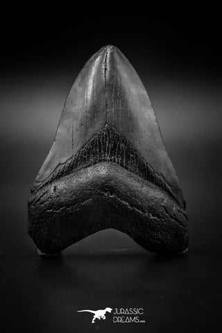 040003 - Finest Quality 3.77 Inch Huge Megalodon Shark Tooth