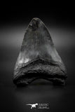 040003 - Finest Quality 3.77 Inch Huge Megalodon Shark Tooth