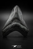 040004 - Finest Quality 3.92 Inch Huge Megalodon Shark Tooth