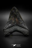 040004 - Finest Quality 3.92 Inch Huge Megalodon Shark Tooth