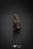 04029 - Nicely Preserved Rare 0.66 Inch Leptoceratops gracilis Dinosaur Tooth Lance Creek Fm Montana