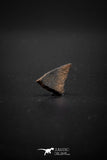 04045 - Nicely Preserved 0.54 Inch Oviraptor Egg Shell Gobi Desert Djadokhta Formation Mongolia