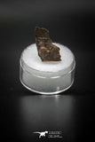 04063 - Nicely Preserved 0.95 Inch Oviraptor Egg Shell Gobi Desert Djadokhta Formation Mongolia