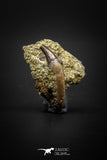 04086 - Top Rare 1.04 Inch Didelphodon Rooted Skull Tooth Dinosaur Age Mammal Hell Creek Fm