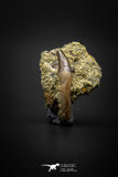 04086 - Top Rare 1.04 Inch Didelphodon Rooted Skull Tooth Dinosaur Age Mammal Hell Creek Fm