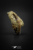 04086 - Top Rare 1.04 Inch Didelphodon Rooted Skull Tooth Dinosaur Age Mammal Hell Creek Fm