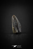 04088 - Collector Grade 0.69 Inch Edmontosaurus Hadrosaur Dinosaur Tooth