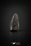 04088 - Collector Grade 0.69 Inch Edmontosaurus Hadrosaur Dinosaur Tooth