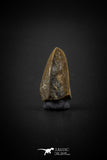 04089 - Collector Grade 0.63 Inch Edmontosaurus Hadrosaur Dinosaur Tooth