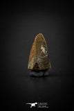 04089 - Collector Grade 0.63 Inch Edmontosaurus Hadrosaur Dinosaur Tooth