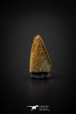 04089 - Collector Grade 0.63 Inch Edmontosaurus Hadrosaur Dinosaur Tooth