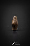 04090 - Collector Grade 0.59 Inch Edmontosaurus Hadrosaur Dinosaur Tooth