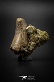 04094 - Nicely Preserved 1.51’’ Tyrannosaurus rex Dinosaur Tooth in Natural Matrix Hell Creek Fm