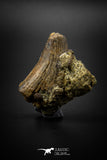 04094 - Nicely Preserved 1.51’’ Tyrannosaurus rex Dinosaur Tooth in Natural Matrix Hell Creek Fm