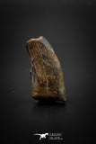 04095 - Nicely Preserved 1.15’’ Nanotyrannus lancensis Dinosaur Tooth Hell Creek Fm