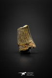 04097 - Great Partial 0.73’’ Nanotyrannus lancensis Dinosaur Tooth Hell Creek Fm