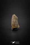 04098 - Great Partial 0.77’’ Nanotyrannus lancensis Dinosaur Tooth Hell Creek Fm