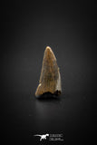 04099 - Nicely Preserved 0.68’’ Nanotyrannus lancensis Dinosaur Tooth Hell Creek Fm