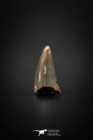 04099 - Nicely Preserved 0.68’’ Nanotyrannus lancensis Dinosaur Tooth Hell Creek Fm