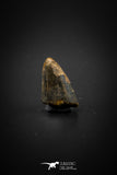 04100 - Nicely Preserved 0.50’’ Nanotyrannus lancensis Dinosaur Tooth Hell Creek Fm