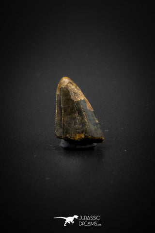 04100 - Nicely Preserved 0.50’’ Nanotyrannus lancensis Dinosaur Tooth Hell Creek Fm