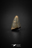 04100 - Nicely Preserved 0.50’’ Nanotyrannus lancensis Dinosaur Tooth Hell Creek Fm