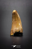 04142 - Well Preserved 1.06 Inch Elosuchus Cherifiensis Crocodile Tooth From Kem Kem