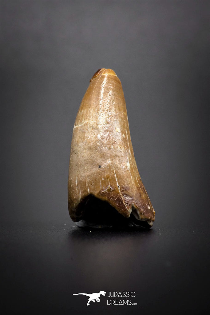 04142 - Well Preserved 1.06 Inch Elosuchus Cherifiensis Crocodile Tooth From Kem Kem
