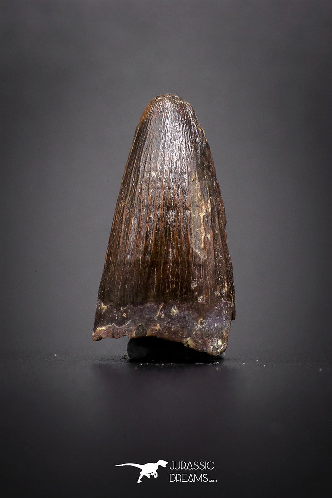 04144 - Well Preserved 0.90 Inch Elosuchus Cherifiensis Crocodile Tooth From Kem Kem