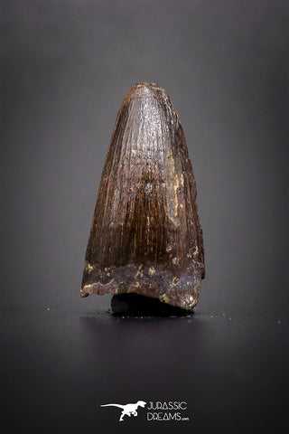 04144 - Well Preserved 0.90 Inch Elosuchus Cherifiensis Crocodile Tooth From Kem Kem