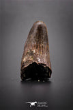 04144 - Well Preserved 0.90 Inch Elosuchus Cherifiensis Crocodile Tooth From Kem Kem