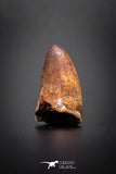 04146 - Well Preserved 0.74 Inch Elosuchus Cherifiensis Crocodile Tooth From Kem Kem