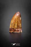 04146 - Well Preserved 0.74 Inch Elosuchus Cherifiensis Crocodile Tooth From Kem Kem